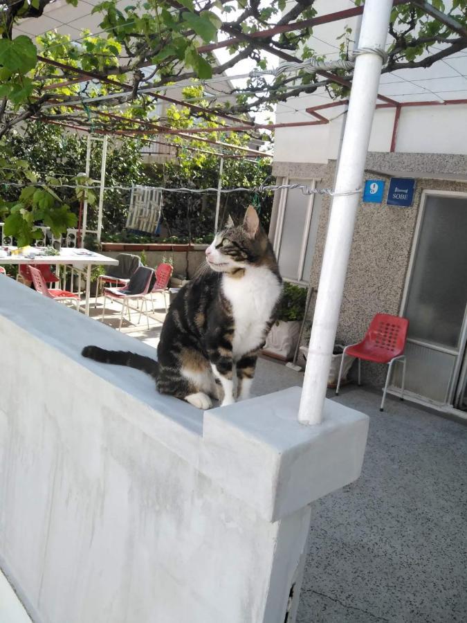 波达卡 Vila Stefan酒店 外观 照片